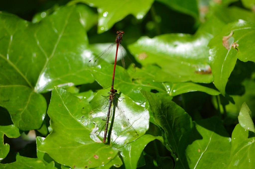 Pyrrhosoma nymphula femmina 